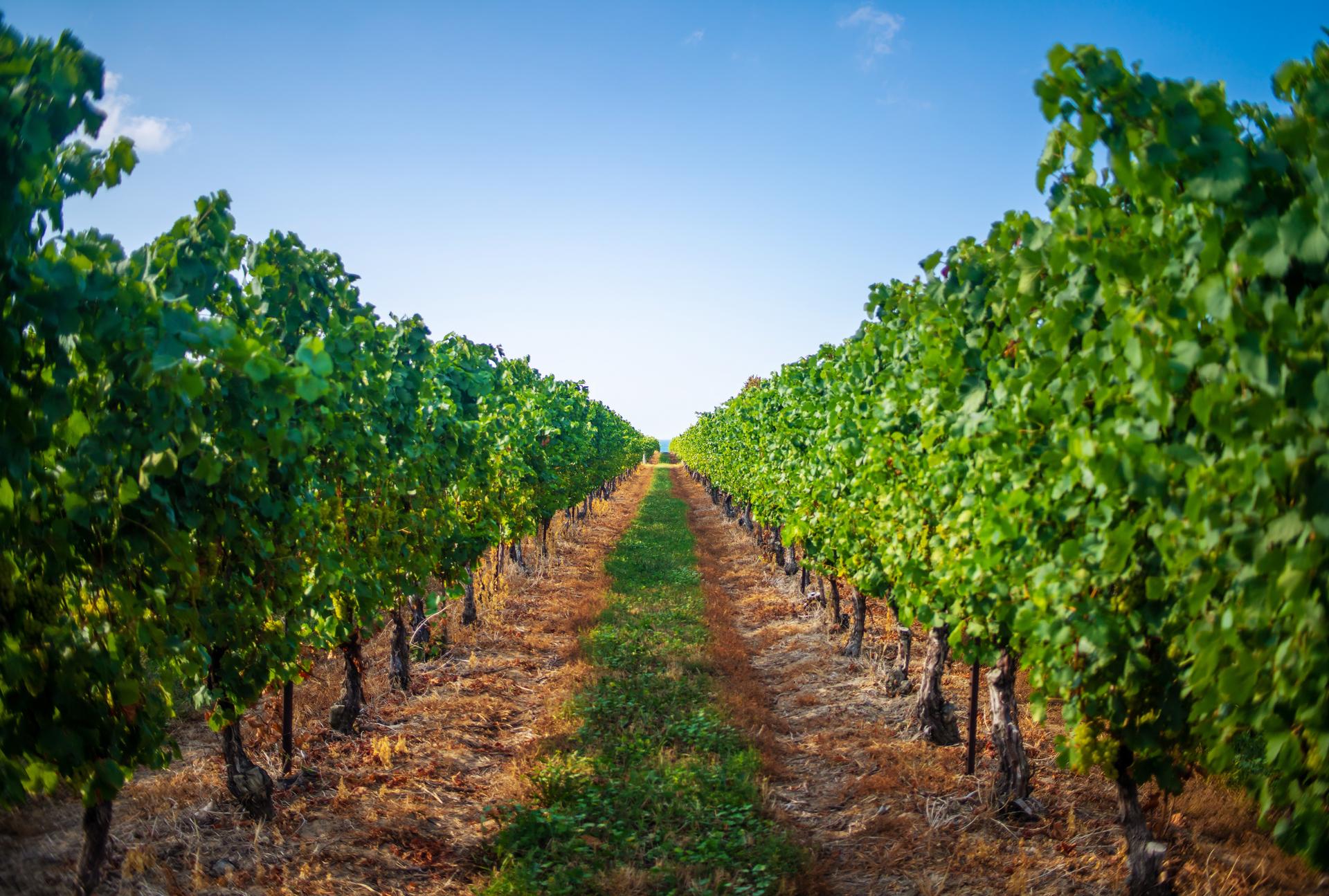 An aisle of wine grape plants in a vineyard