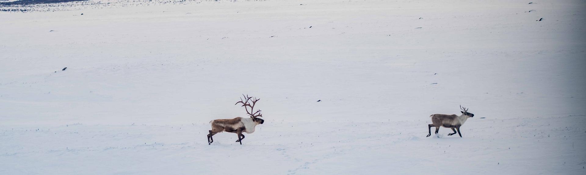 Wildlife in Tahltan Territory