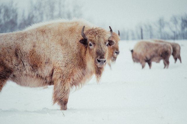 Bison in winter at Metis Crossing