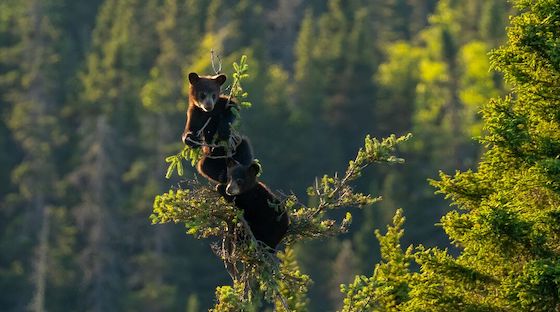 Two black bear cubs climbing a tree in an evergreen forest
