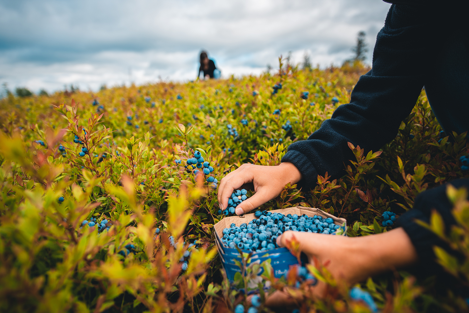 Blueberries in Saguenay-Lac-Saint-Jean Region