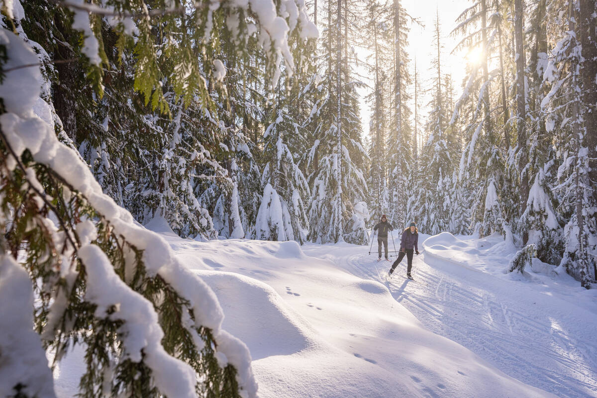 Deux personnes pratiquent le ski de fond sur un sentier bordé d’arbres couverts de neige.